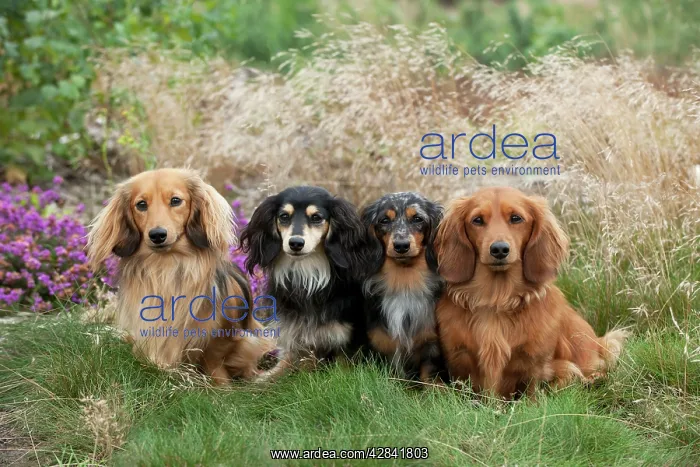 : Miniature long haired dachshunds sitting in a row : Miniature long haired dachshunds sitting in a row