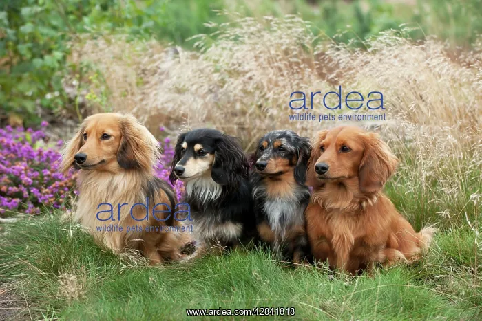 : Miniature long haired dachshunds sitting in a row : Miniature long haired dachshunds sitting in a row