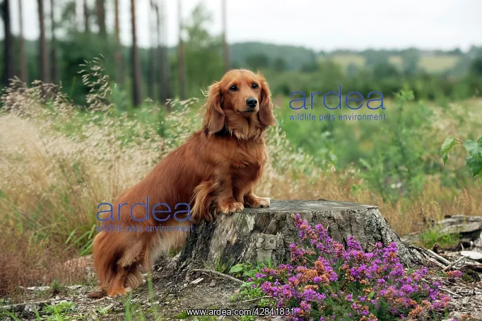 : Miniature long haired dachshunds on a tree stump : Miniature long haired dachshunds on a tree stump
