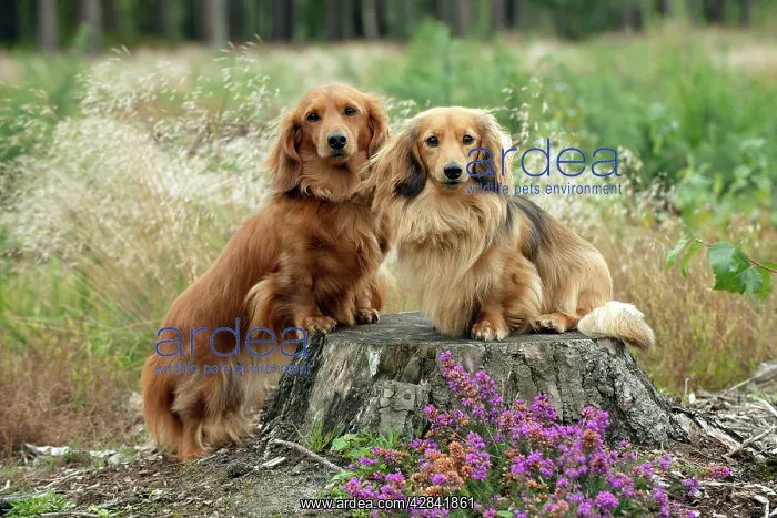 : Miniature long haired dachshunds on a tree stump : Miniature long haired dachshunds on a tree stump