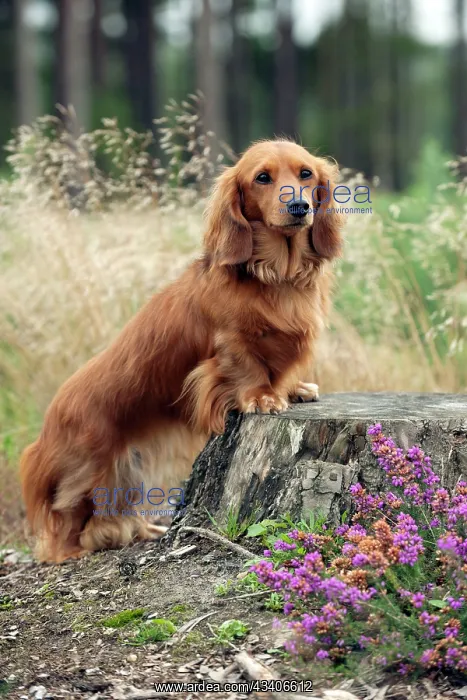 : Miniature long haired dachshunds on a tree stump : Miniature long haired dachshunds on a tree stump