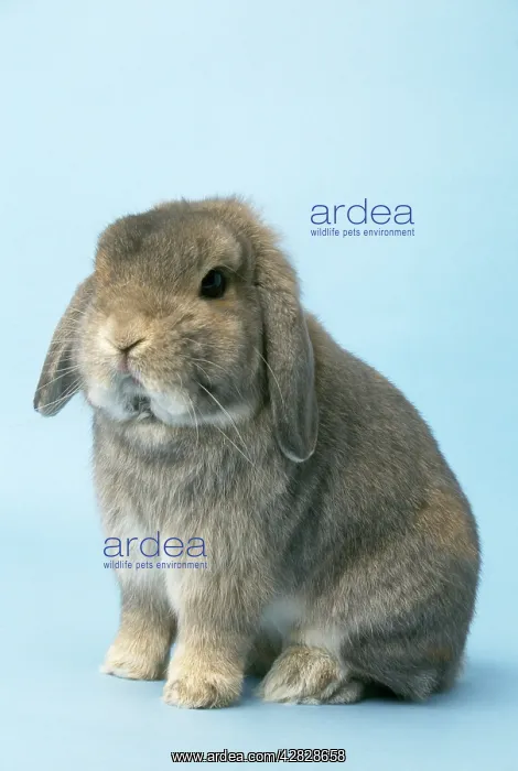 : Miniature Lop (fancy) RABBIT - Dwarf : Miniature Lop (fancy) RABBIT - Dwarf