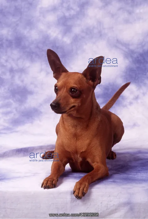  : MINIATURE PINSCHER DOG - lying in studio