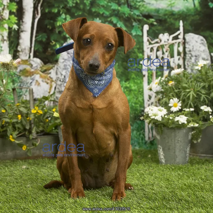 : Miniature Pinscher dog outside in the garden : Miniature Pinscher dog outside in the garden