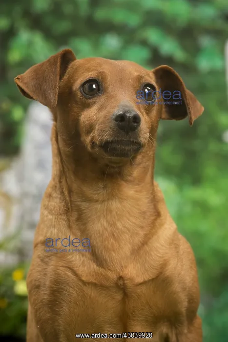 : Miniature Pinscher dog outside in the garden : Miniature Pinscher dog outside in the garden