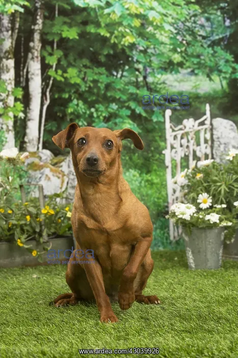 : Miniature Pinscher dog outside in the garden : Miniature Pinscher dog outside in the garden