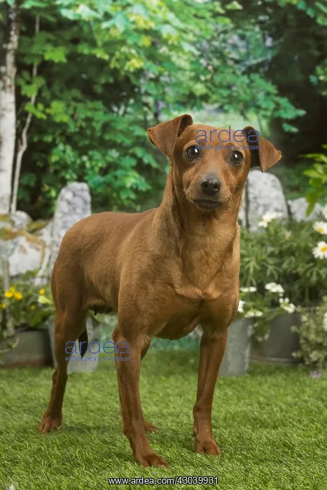 : Miniature Pinscher dog outside in the garden : Miniature Pinscher dog outside in the garden