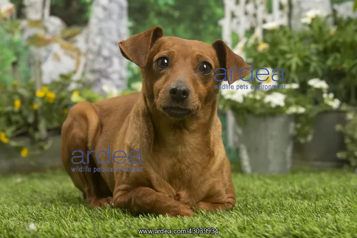 : Miniature Pinscher dog outside in the garden : Miniature Pinscher dog outside in the garden