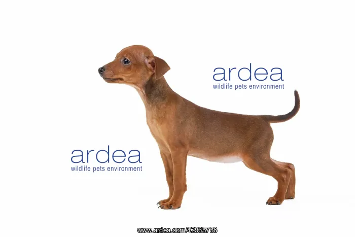  : Miniature Pinscher Dog - puppy two months old