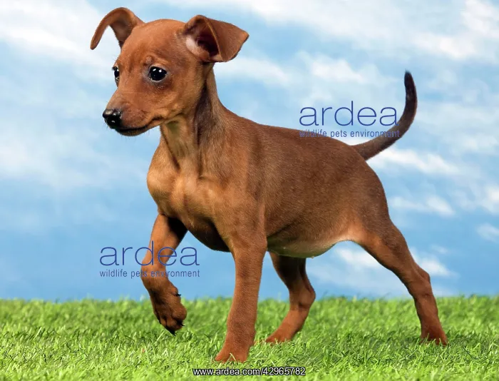  : Miniature Pinscher Dog - puppy two months old