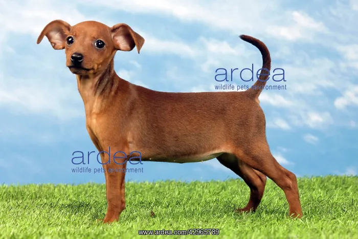  : Miniature Pinscher Dog - puppy two months old