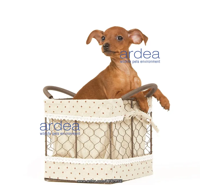 : Miniature Pinscher Dog - puppy two months old in basket : Miniature Pinscher Dog - puppy two months old in basket