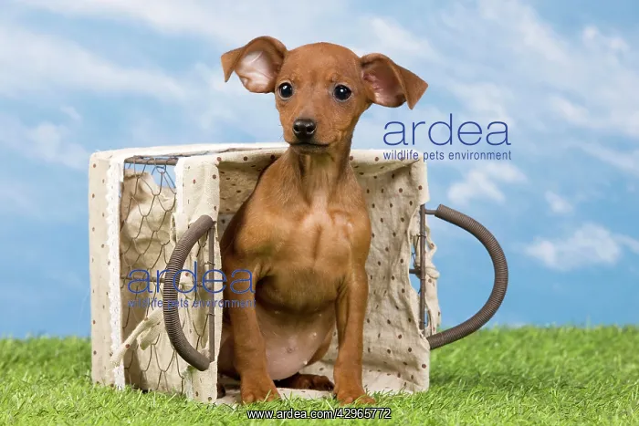 : Miniature Pinscher Dog - puppy two months old in basket : Miniature Pinscher Dog - puppy two months old in basket