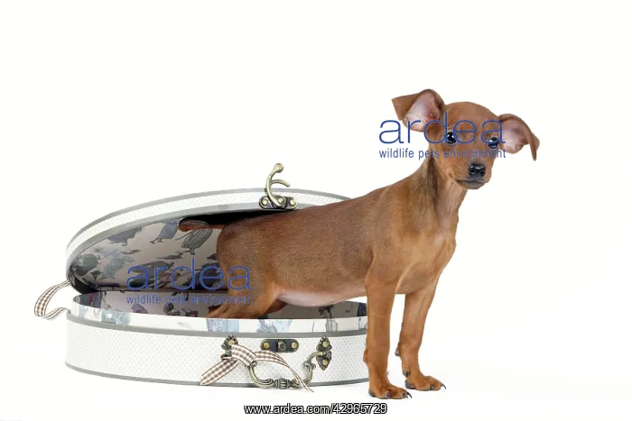 : Miniature Pinscher Dog - puppy two months old with case : Miniature Pinscher Dog - puppy two months old with case