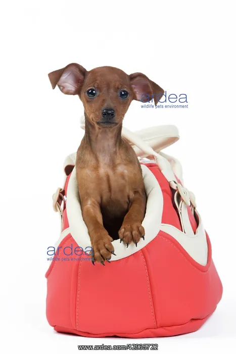 : Miniature Pinscher Dog - puppy two months old in Dog bag : Miniature Pinscher Dog - puppy two months old in Dog bag