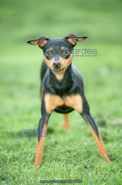  : Miniature PINSCHER DOG - STANDING