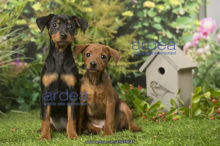  : Two Miniature Pinscher puppies in the garden