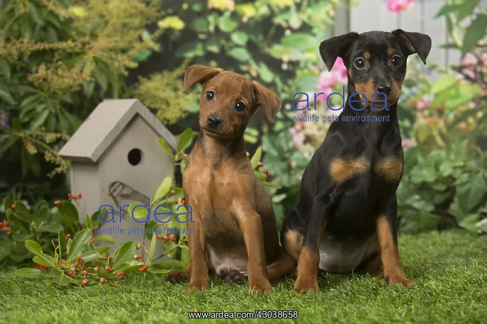 : Two Miniature Pinscher puppies in the garden