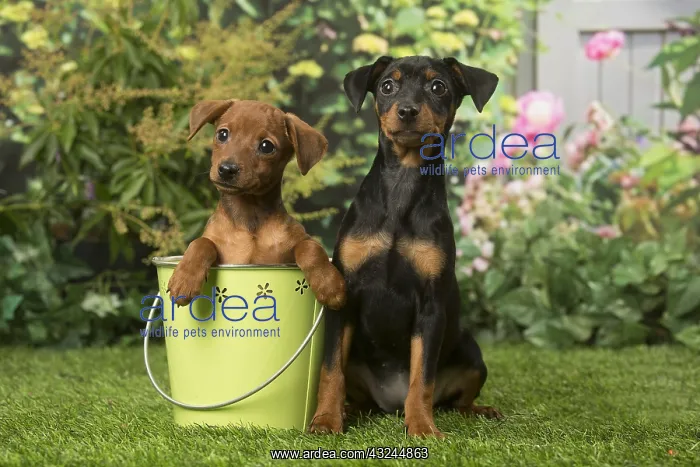  : Two Miniature Pinscher puppies in the garden