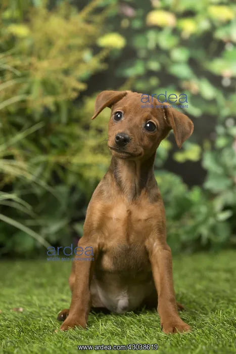  : Miniature Pinscher puppy in the garden