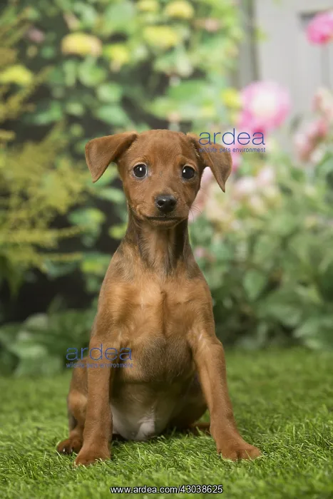 : Miniature Pinscher puppy in the garden