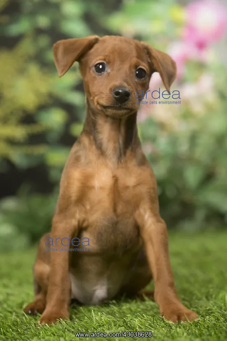  : Miniature Pinscher puppy in the garden
