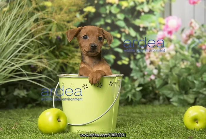  : Miniature Pinscher puppy in the garden