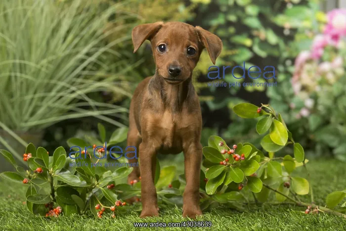  : Miniature Pinscher puppy in the garden