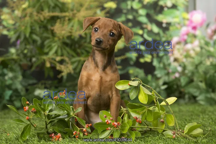  : Miniature Pinscher puppy in the garden