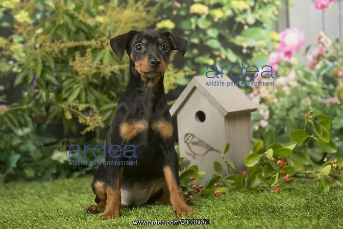  : Miniature Pinscher puppy in the garden