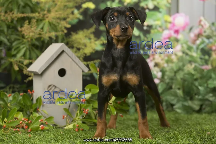  : Miniature Pinscher puppy in the garden