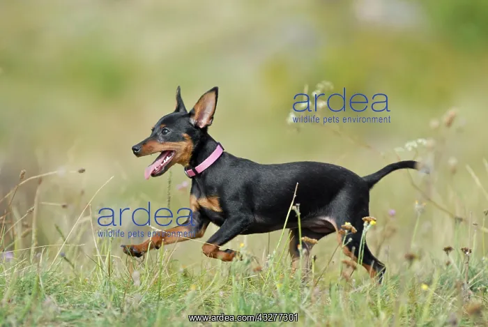 : Miniature Pinscher running across a meadow : Miniature Pinscher running across a meadow