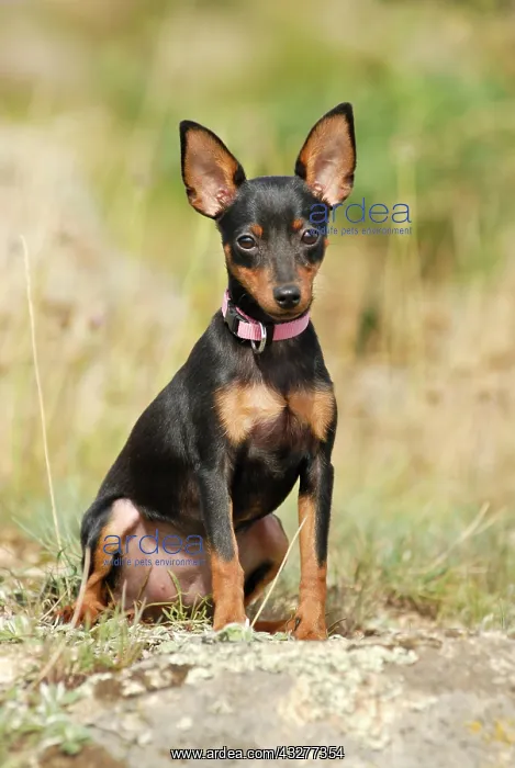 : Miniature Pinscher sitting in grass : Miniature Pinscher sitting in grass