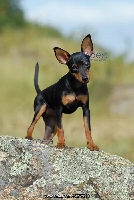: Miniature Pinscher standing on a rock : Miniature Pinscher standing on a rock