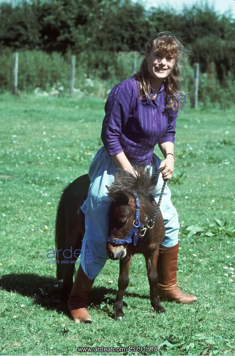 : MINIATURE PONY - With Owner : MINIATURE PONY - With Owner