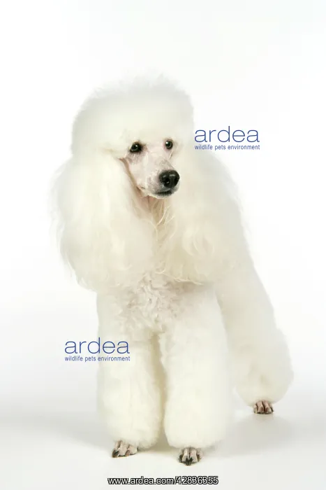  : miniature Poodle Dog