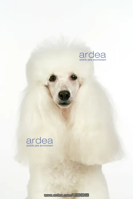  : miniature Poodle Dog