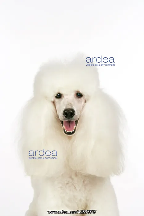  : Miniature Poodle Dog