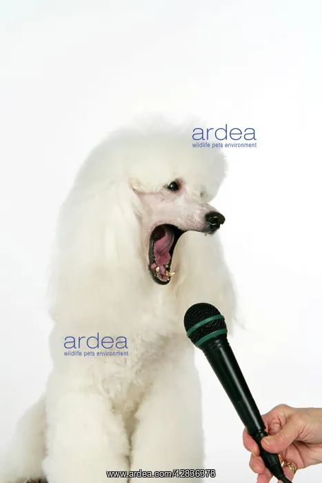 : Miniature Poodle Dog - 'singingI into microphone : Miniature Poodle Dog - 'singingI into microphone
