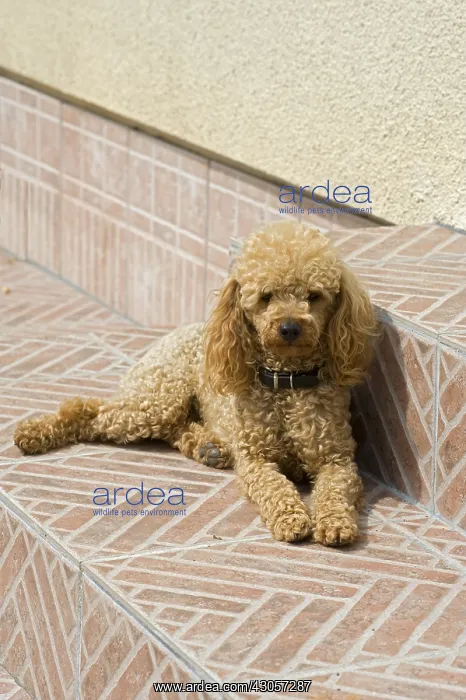 : Miniature poodle on a garden terrace : Miniature poodle on a garden terrace