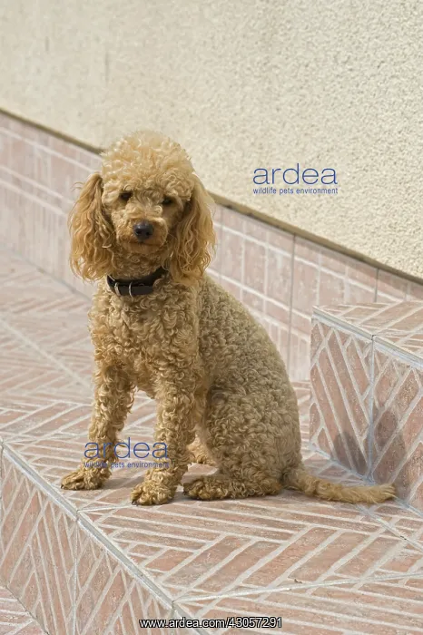 : Miniature poodle on a garden terrace : Miniature poodle on a garden terrace