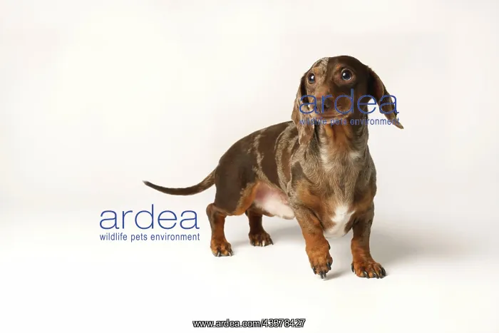: Miniature rabbit dachshund, marbled coat. Isolated : Miniature rabbit dachshund, marbled coat. Isolated
