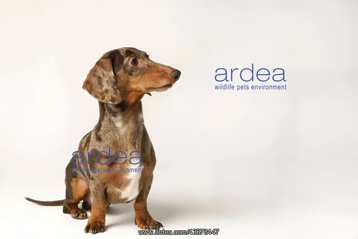 : Miniature rabbit dachshund, marbled coat. Isolated : Miniature rabbit dachshund, marbled coat. Isolated