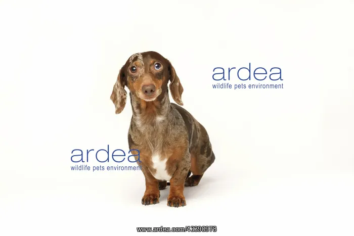: Miniature rabbit dachshund, marbled coat. Isolated : Miniature rabbit dachshund, marbled coat. Isolated