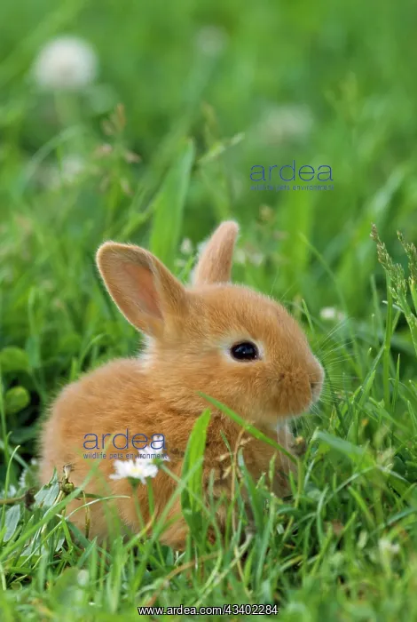 : Miniature Rabbit / DWARF RABBIT - sitting in grass : Miniature Rabbit / DWARF RABBIT - sitting in grass