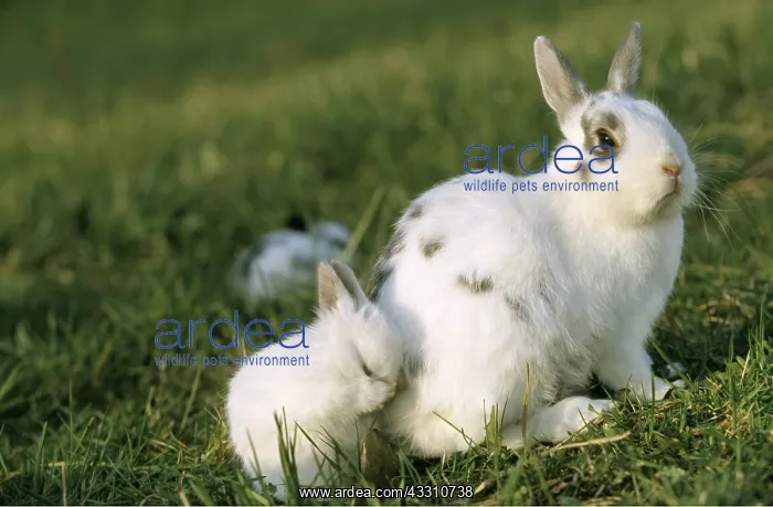 : MINIATURE RABBIT - Mother and baby : MINIATURE RABBIT - Mother and baby