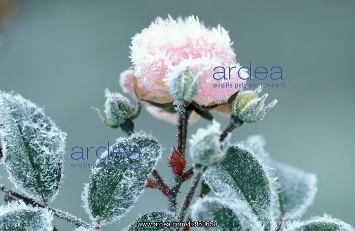 : Miniature rose - rimed, frosted pink flower in garden : Miniature rose - rimed, frosted pink flower in garden