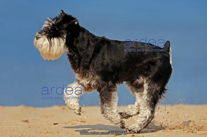 : Miniature Schnauzer, black-silver at beach Zwergschnauzer : Miniature Schnauzer, black-silver at beach Zwergschnauzer
