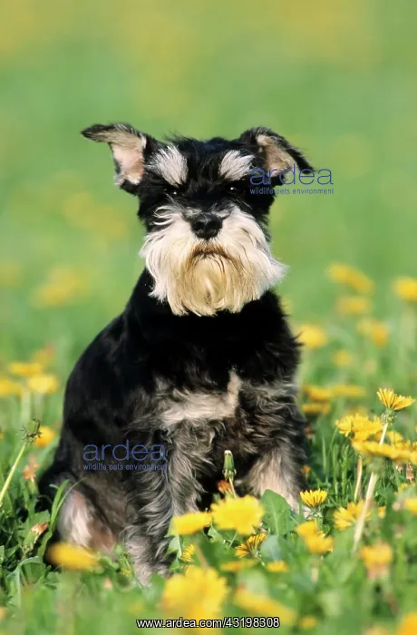 : Miniature Schnauzer, black and silver, sitting in : Miniature Schnauzer, black and silver, sitting in