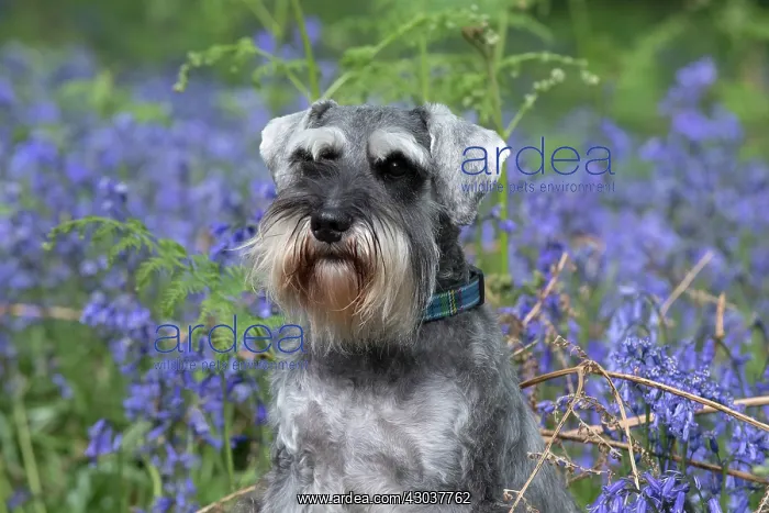 : Miniature Schnauzer in Bluebells : Miniature Schnauzer in Bluebells